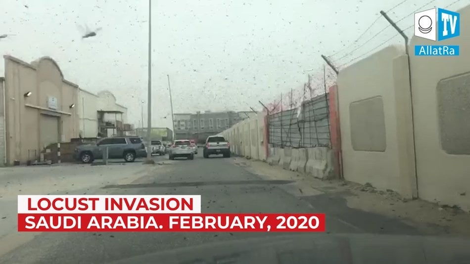 Climate. Eyewitness Report. Locust invasion in eastern Saudi Arabia. February 21, 2020.