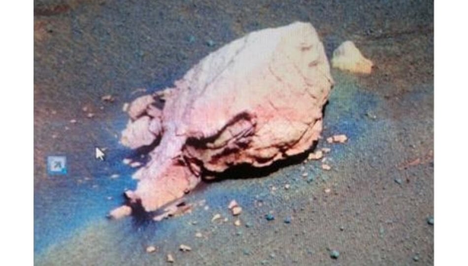 Череп животного, как доказательство жизни на Марсе