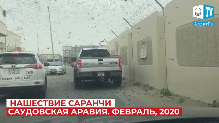 Климат глазами очевидцев. Нашествие саранчи в восточной части Саудовской Аравии. 21 февраля, 2020 год