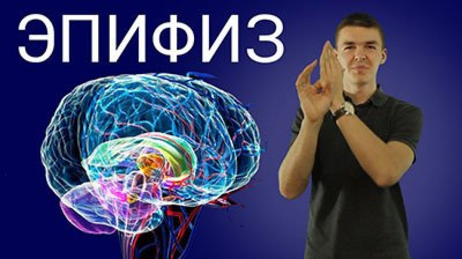 Эпифиз. Почему он так важен для человека. Познание. Выпуск 1