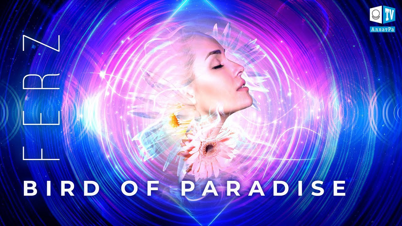 Bird of Paradise – Ferz