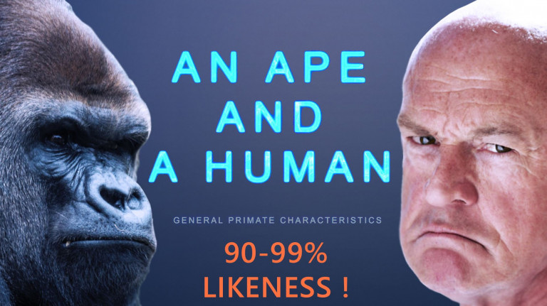 A HUMAN AND AN APE: 90-99% LIKENESS! Shocking Scientific Facts